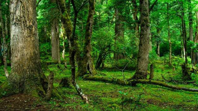 植樹節(jié)-春風(fēng)十里，正“植”有你【杭州易造】