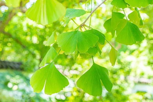 植樹節(jié)-春風(fēng)十里，正“植”有你【杭州易造】