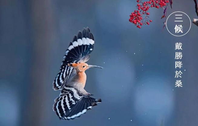 谷雨|雨生百谷,萬象更新