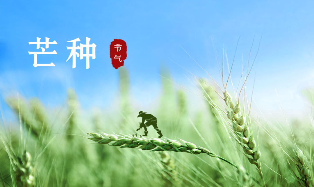 芒種 | 風(fēng)吹麥成浪，蟬鳴夏始忙【杭州易造】