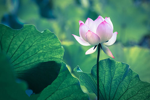 小暑︱盛夏始,宜清涼消暑