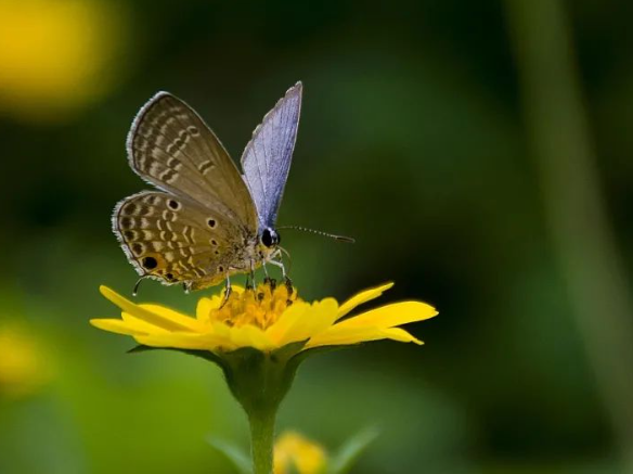 驚蟄-叫醒甜睡的春-易造防雷